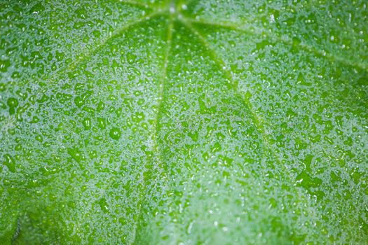 water drops on a green macro petal as a background. High quality photo