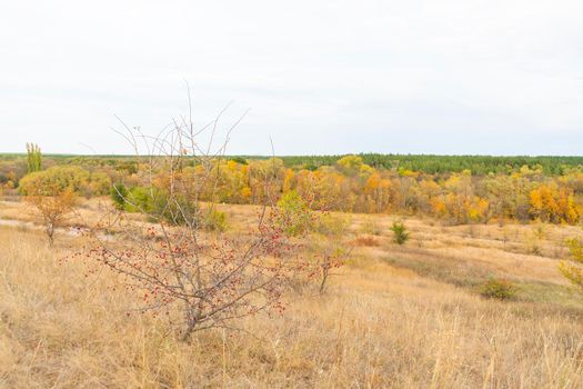 autumn forest landscape with blue sky background. High quality photo