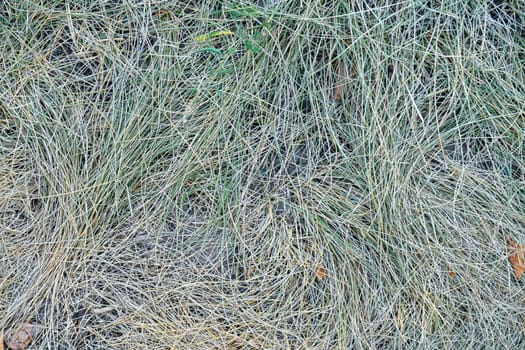 autumn yellow-green close-up. the view from the top. as background. High quality photo