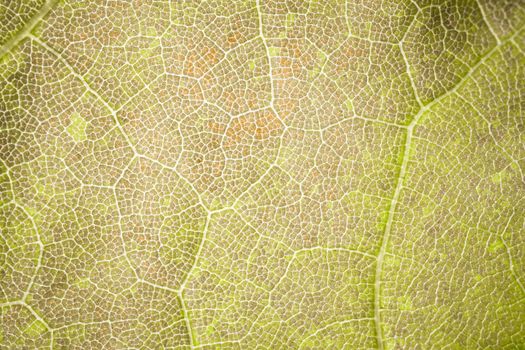 the structure of a green tree leaf as a macro background. High quality photo