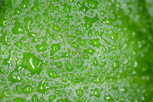 water drops on a green macro petal as a background. High quality photo