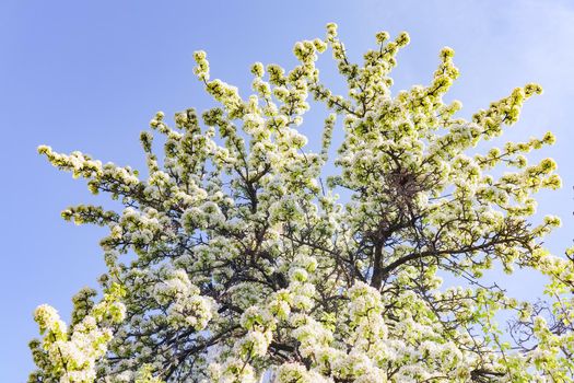 blooming tree branches for the entire frame. High quality photo