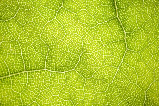 the structure of a green tree leaf as a macro background. High quality photo