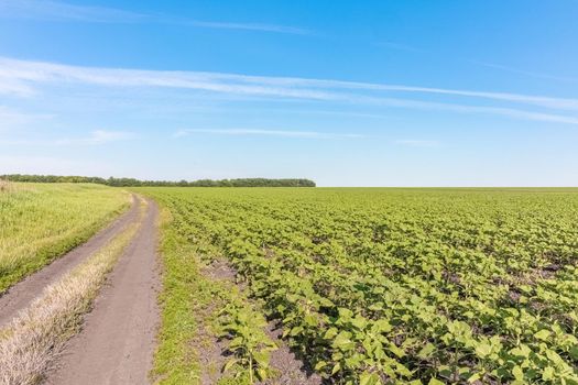 A large green field with trees in the background. the road that goes into the distance. High quality photo