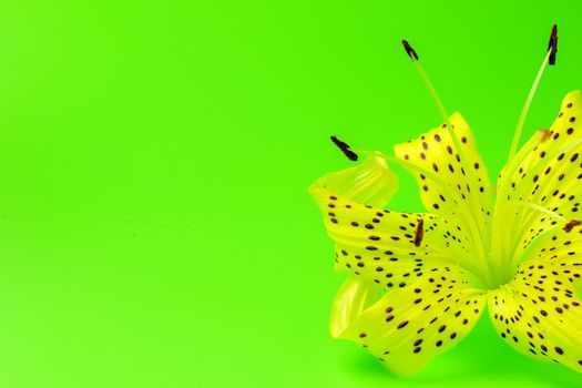 tiger Lily on a green background close-up. isolate. High quality photo