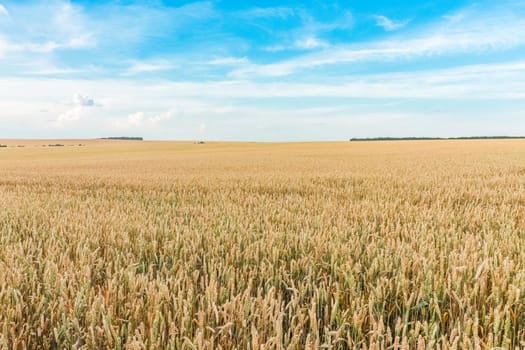 field of ripe wheat against the sky. High quality photo