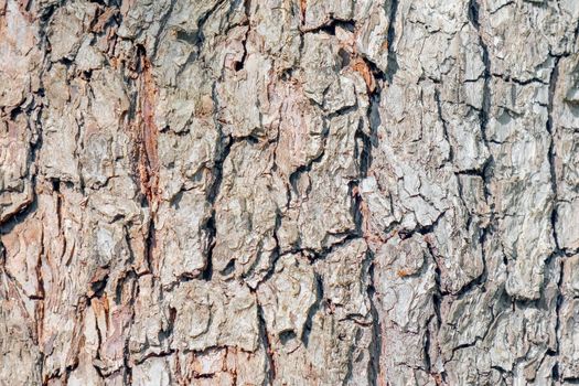 Close Up of Redwood Bark