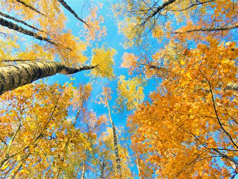 autumn trees below against the blue sky. High quality photo