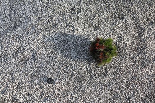 decorative fir tree on white gravel as background. High quality photo