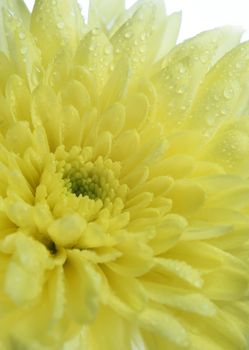 Yellow chrysanthemum flower on white background, translucent petals, light from behind and shallow depth of field