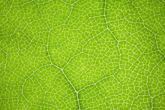 the structure of a green tree leaf as a macro background. High quality photo