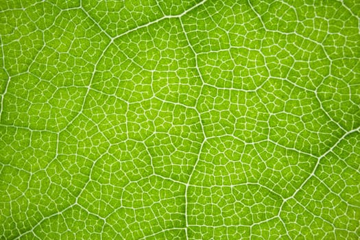 the structure of a green tree leaf as a macro background. High quality photo
