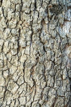 tree bark close-up as background. the texture of the bark. High quality photo