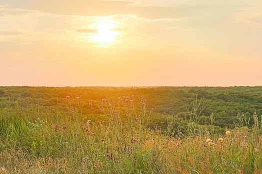 field of grass with trees in the background against the sunset. High quality photo