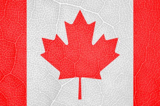 flag of Canada on the structure of a tree leaf macro. High quality photo