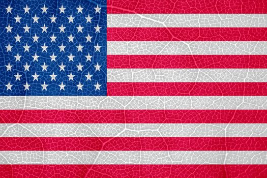 flag of the United States of America on the structure of a tree leaf macro. High quality photo