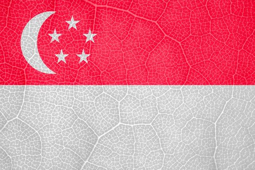 Singapore flag on the structure of a tree leaf macro. High quality photo