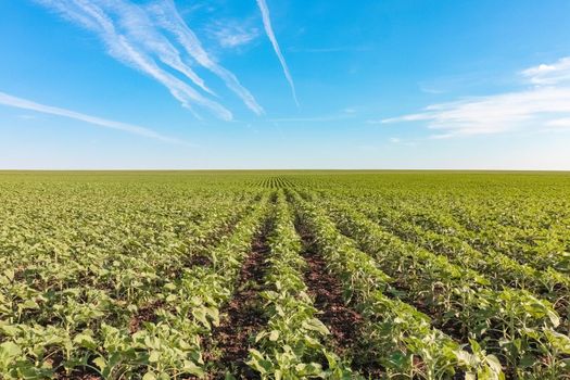 field of young sunflower sprouts against the sky. High quality photo