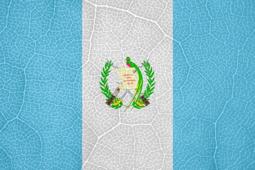 flag of Guatemala on the structure of a tree leaf macro. High quality photo