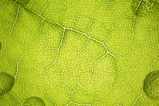 the structure of a green tree leaf as a macro background. High quality photo
