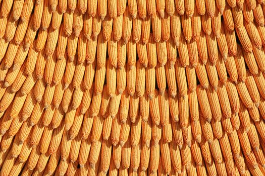 corn cobs are linked as a background for the entire frame. high-quality photo