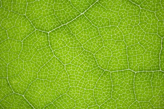 the structure of a green tree leaf as a macro background. High quality photo