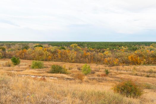 autumn forest landscape with blue sky background. High quality photo