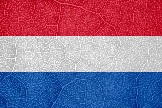 flag of the Netherlands on the structure of a tree leaf macro. High quality photo