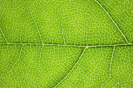 the structure of a green tree leaf as a macro background. High quality photo
