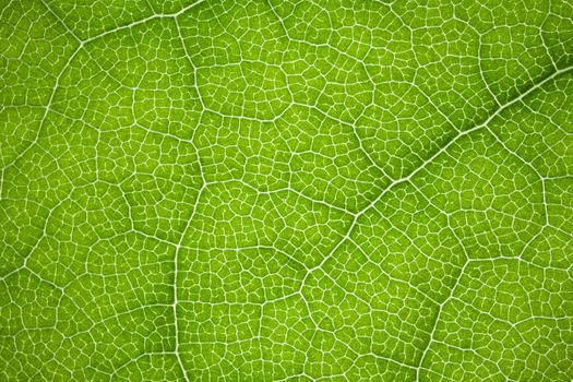 the structure of a green tree leaf as a macro background. High quality photo