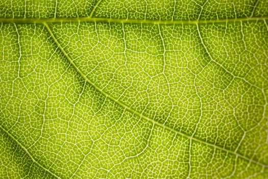 the structure of a green tree leaf as a macro background. High quality photo