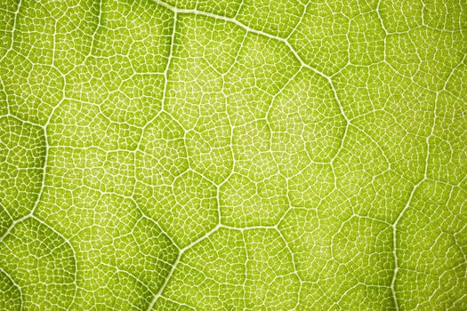 the structure of a green tree leaf as a macro background. High quality photo
