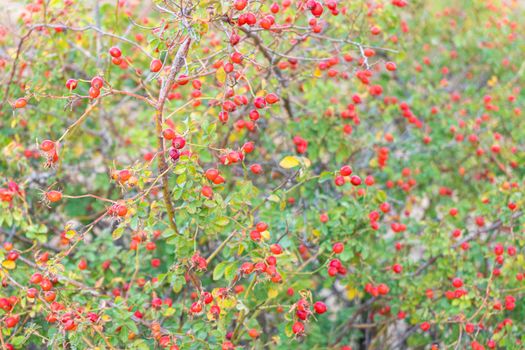 rosehip Bush with fruits close-up. as background. High quality photo