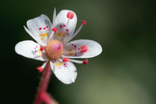 Blooming flower of saxifrage umbrosa in the summer garden close-up.