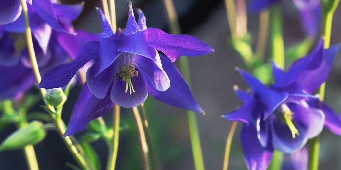 Perennial herb Aquilegia vulgaris with blue flowers on a blurred background.