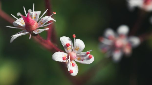 Blooming flowers of saxifrage umbrosa in the summer garden close-up.