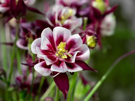 Perennial herb Aquilegia vulgaris with blue flowers on a blurred background.