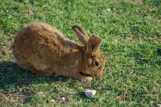 red rabbit on green grass in Sunny day