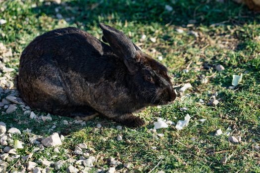 Rabbit with black-and-brown coat sits on green the grass on a glade in solar weather.