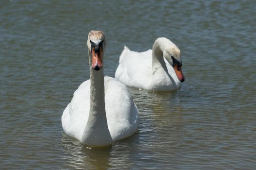 a pair of white swans swims in lake Sasyk-Sivash in Yevpatoria.
