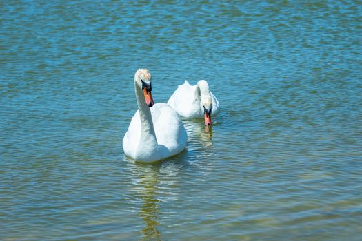 White swans on the water surface of lake Sasyk-Sivash in Yevpatoria. Attraction and beauty of nature of the Crimea.
