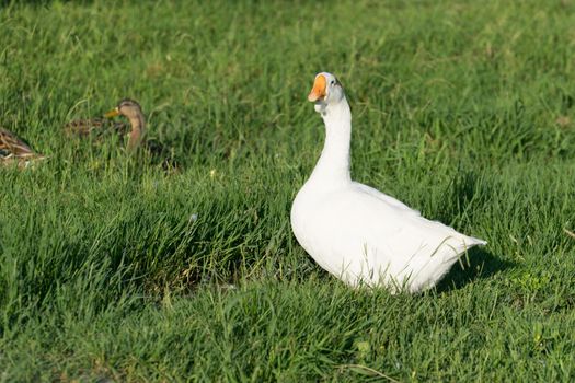 Poultry grazing on green grass in Sunny day