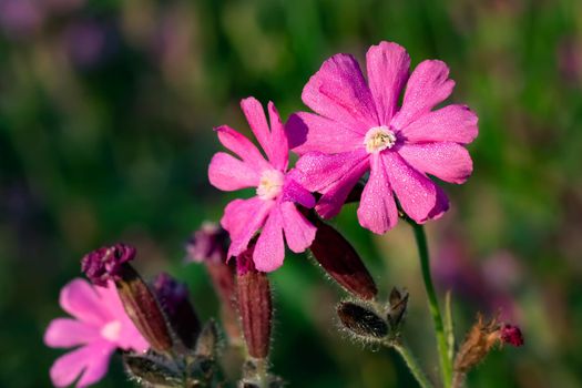 Flowers of a perennial plant Silene dioica known as Red campion or Red catchfly on a forest edge in the summer sunset, close-up.