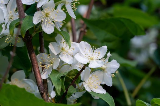 Delicate white flowers and green leaves of Philadelphus ornamental plant, known as sweet mock orange or English dogwood.