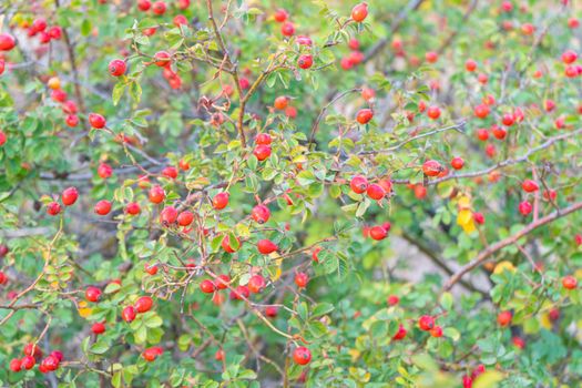 rosehip Bush with fruits close-up. as background. High quality photo