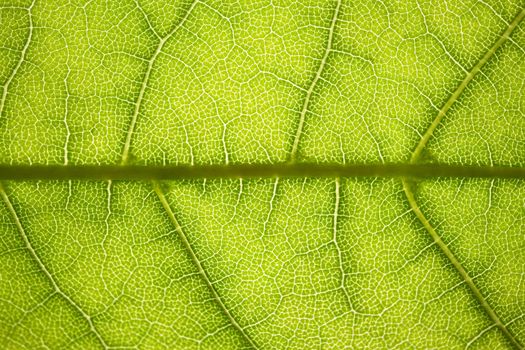 the structure of a green tree leaf as a macro background. High quality photo