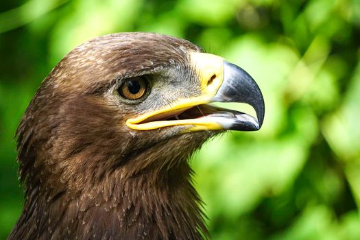 A large bird of prey on a green natural background in Sunny day.