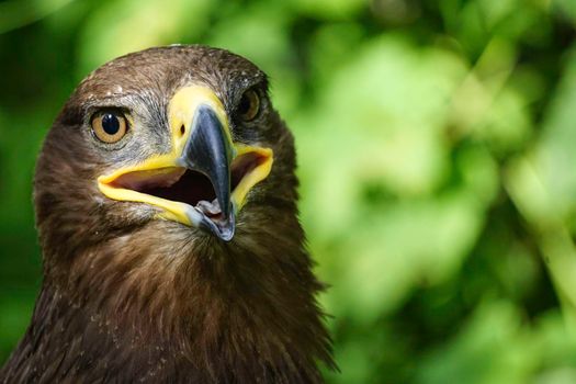 A large bird of prey on a green natural background in Sunny day.