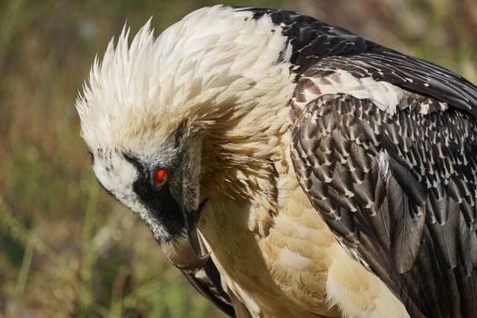 Portrait of a large bird of prey on a green background