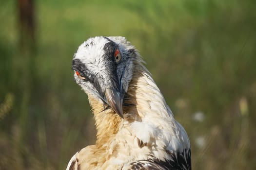 Portrait of a large bird of prey on a natural background.